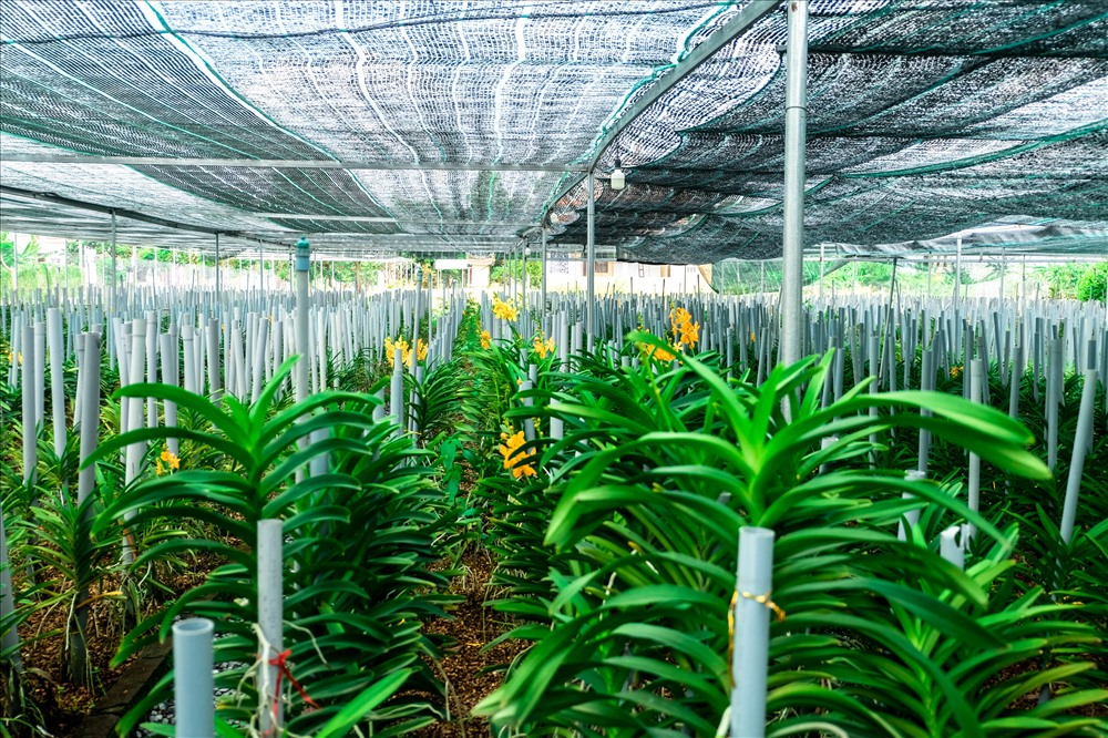 Hệ Thống Tưới Cho Vườn Lan - Cách Thiết Kế và Lắp Đặt