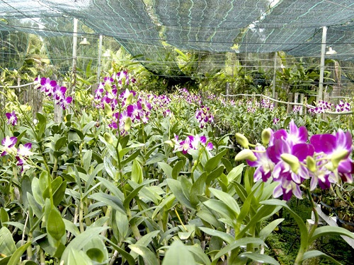 Hệ Thống Tưới Cho Vườn Lan - Cách Thiết Kế và Lắp Đặt