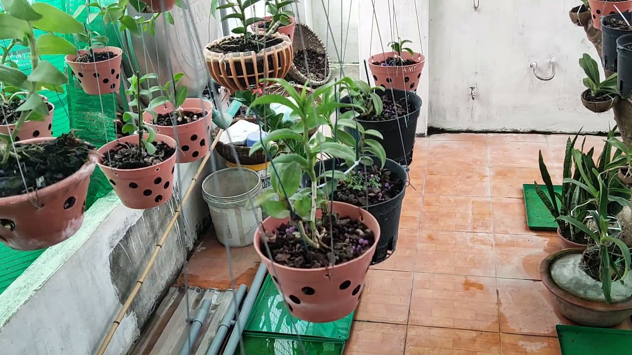 Hệ Thống Tưới Cho Vườn Lan - Cách Thiết Kế và Lắp Đặt