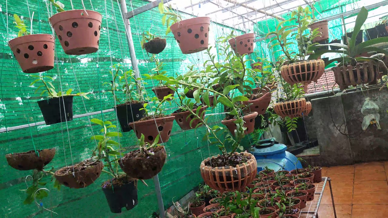 Hệ Thống Tưới Cho Vườn Lan - Cách Thiết Kế và Lắp Đặt